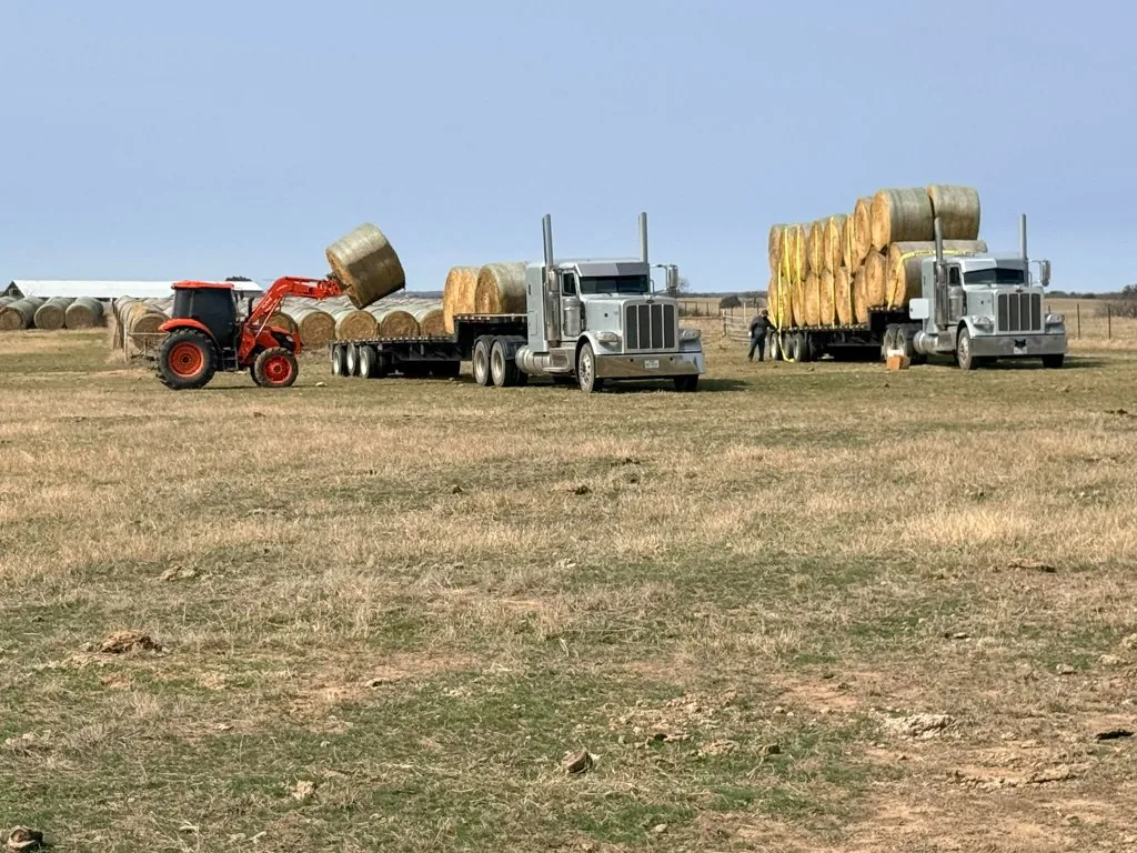 Tractor loading hay bales